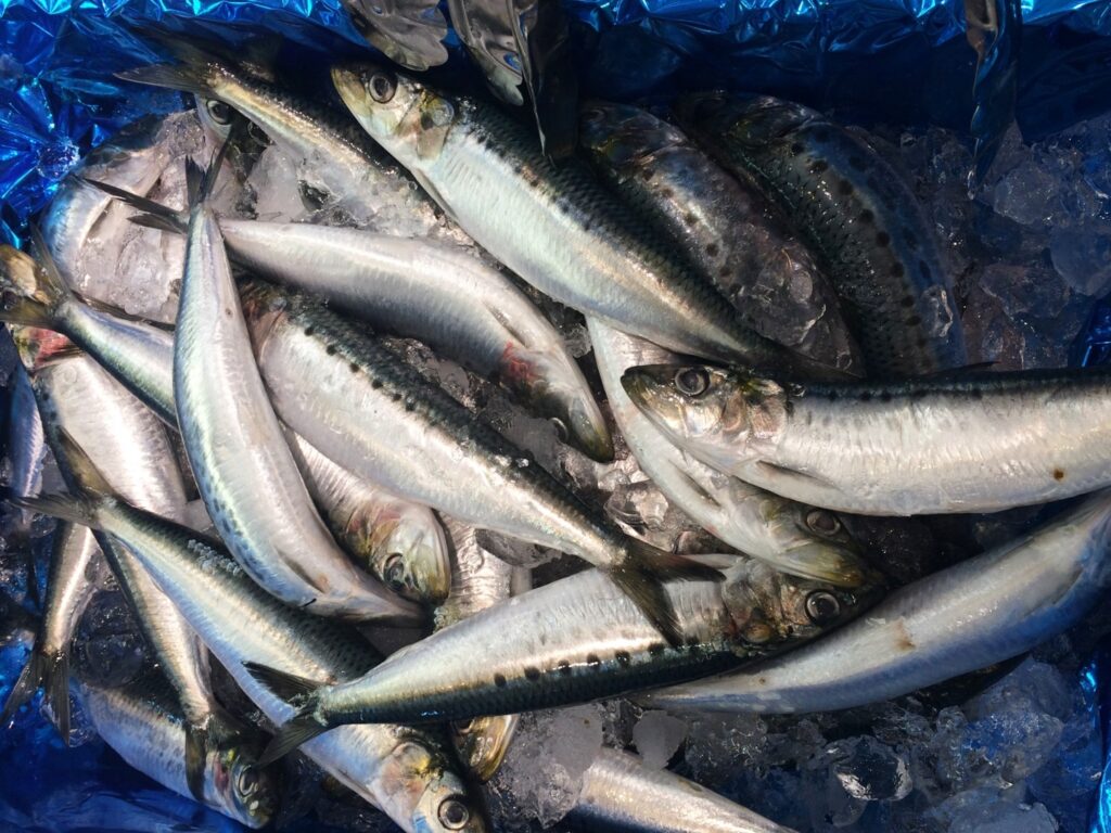 Пелагическая путина: к концу ноября российские рыбаки выловили 303 тыс. тонн сардины иваси и скумбрии