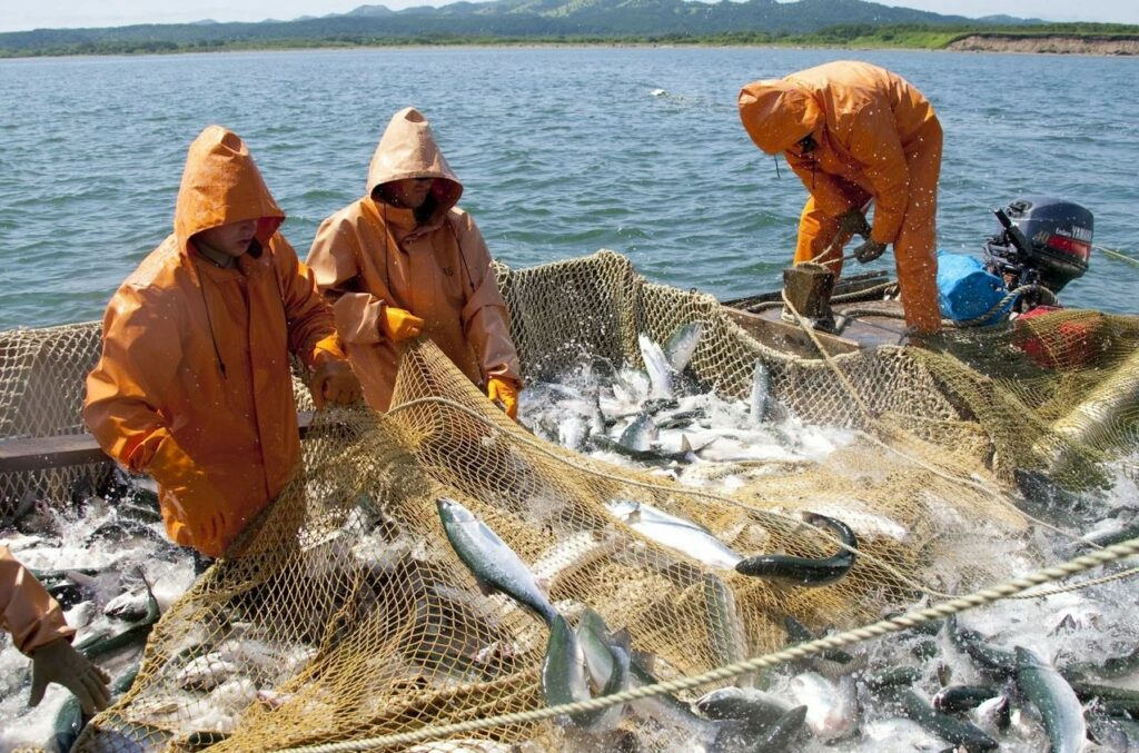 За 10 месяцев 2022 года российские рыбаки добыли более 4,1 млн тонн