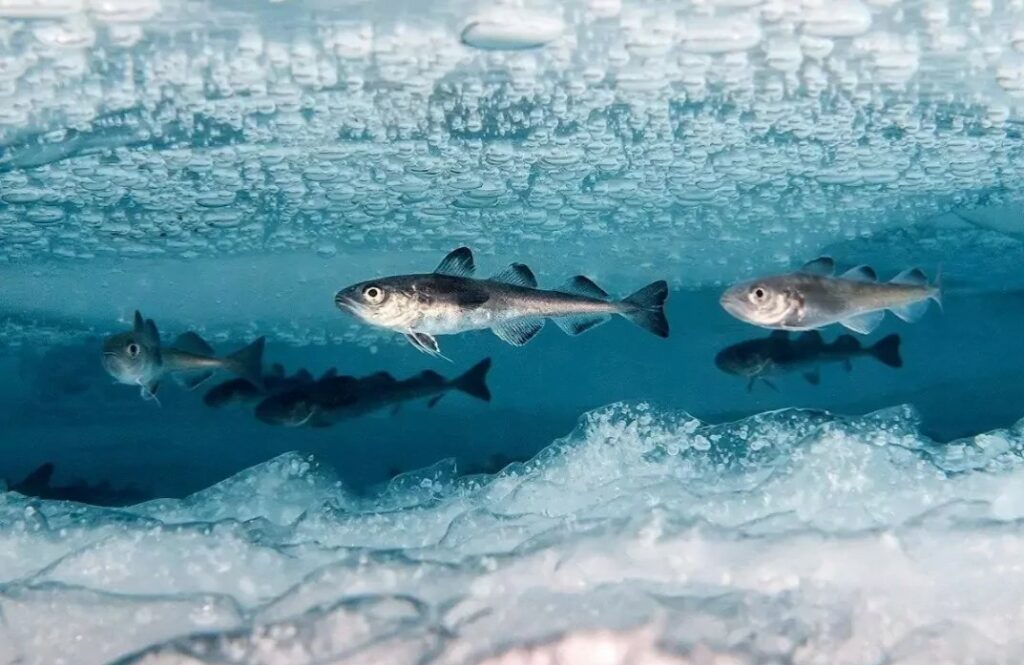 На международном форуме «Арктика: настоящее и будущее» обсудили перспективы развития рыбной отрасли