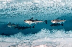 На международном форуме “Арктика: настоящее и будущее” обсудили перспективы развития рыбной отрасли