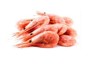 Ученые оценивают запасы северной креветки в Охотском море