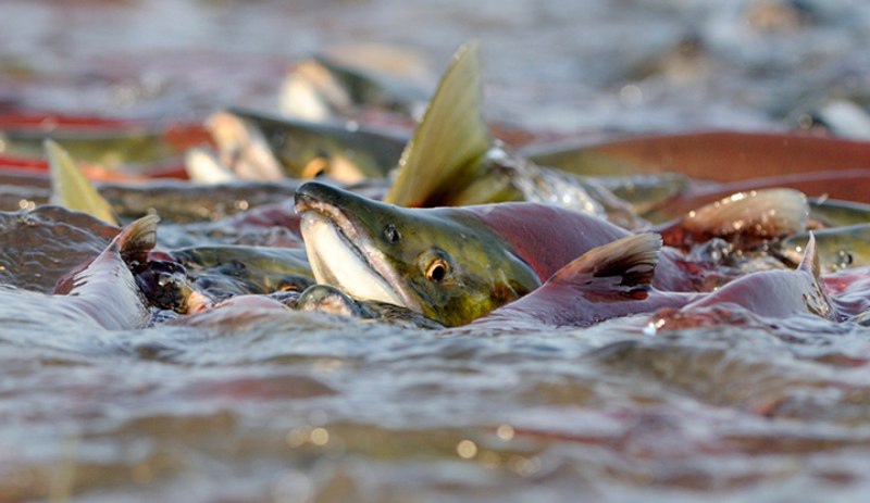 В Росрыболовстве обсудили разработку законопроекта о перезакреплении участков для промысла лососевых