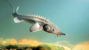 Работа по зарыблению Саратовского водохранилища позволила восстановить запас стерляди и вывести ее из Красной книги регионов РФ