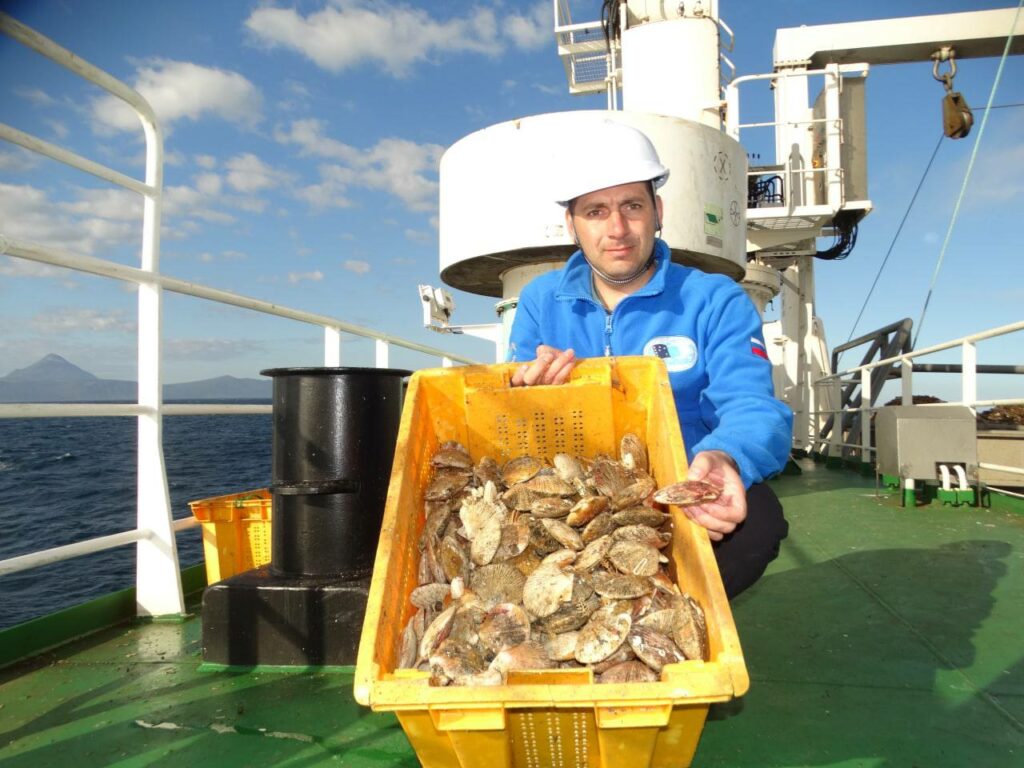 Специалисты отраслевой науки оценят состояние запасов морских гребешков у Северных Курил