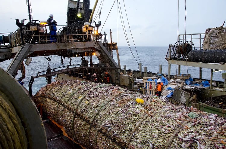 С начала 2022 года российские рыбаки добыли более 4,75 млн тонн рыбы и морепродуктов