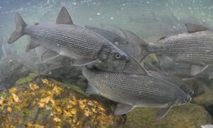 Экологическая ответственность и сохранение биоразнообразия России – в приоритете Росрыболовства и бизнеса