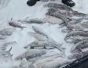 Рыбоохрана поймала браконьера на Алтае — нарушитель должен возместить ущерб в один миллион рублей