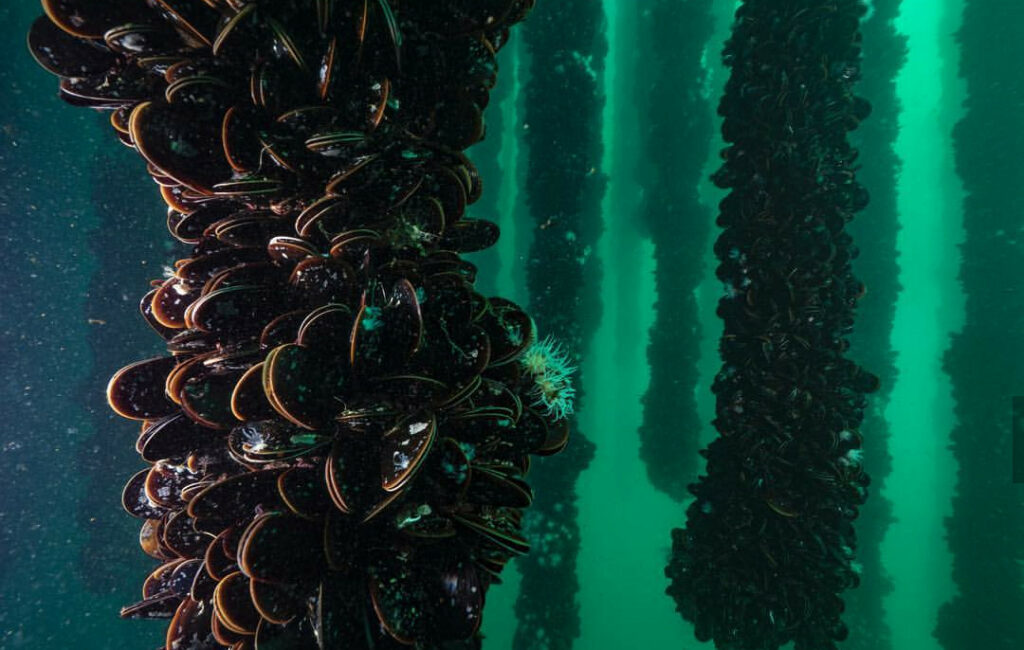 Росрыболовство: у выращивания мидий в Баренцевом море есть перспективы, каждое новое предприятия в аквакультуре — шаг к импортозамещению