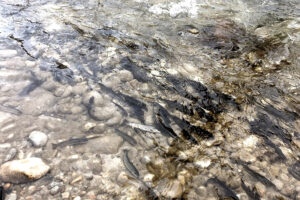 Рыбные запасы водоемов Дагестана в 2022 году пополнили почти 24 млн молоди различных видов рыб – русского осетра, каспийского лосося, кутума