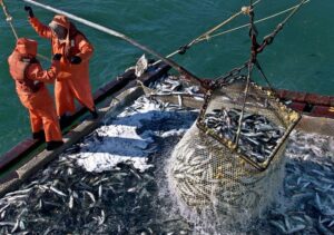 На Дальнем Востоке удачно началась охотоморская путина – минтай и сельдь идет на внутренний и на внешние рынки