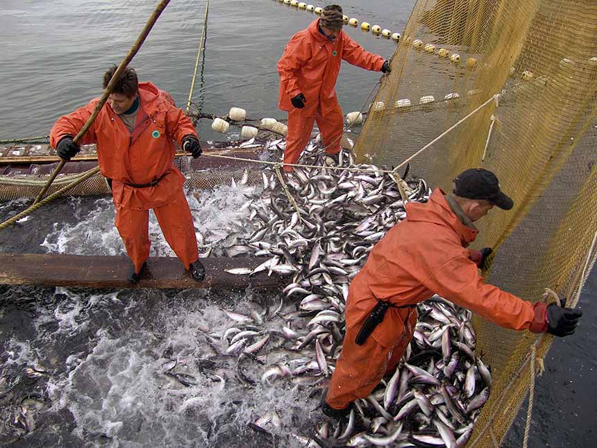 Российские рыбаки идут с превышением вылова прошлого года в 15% — добыто почти 280 тыс. тонн