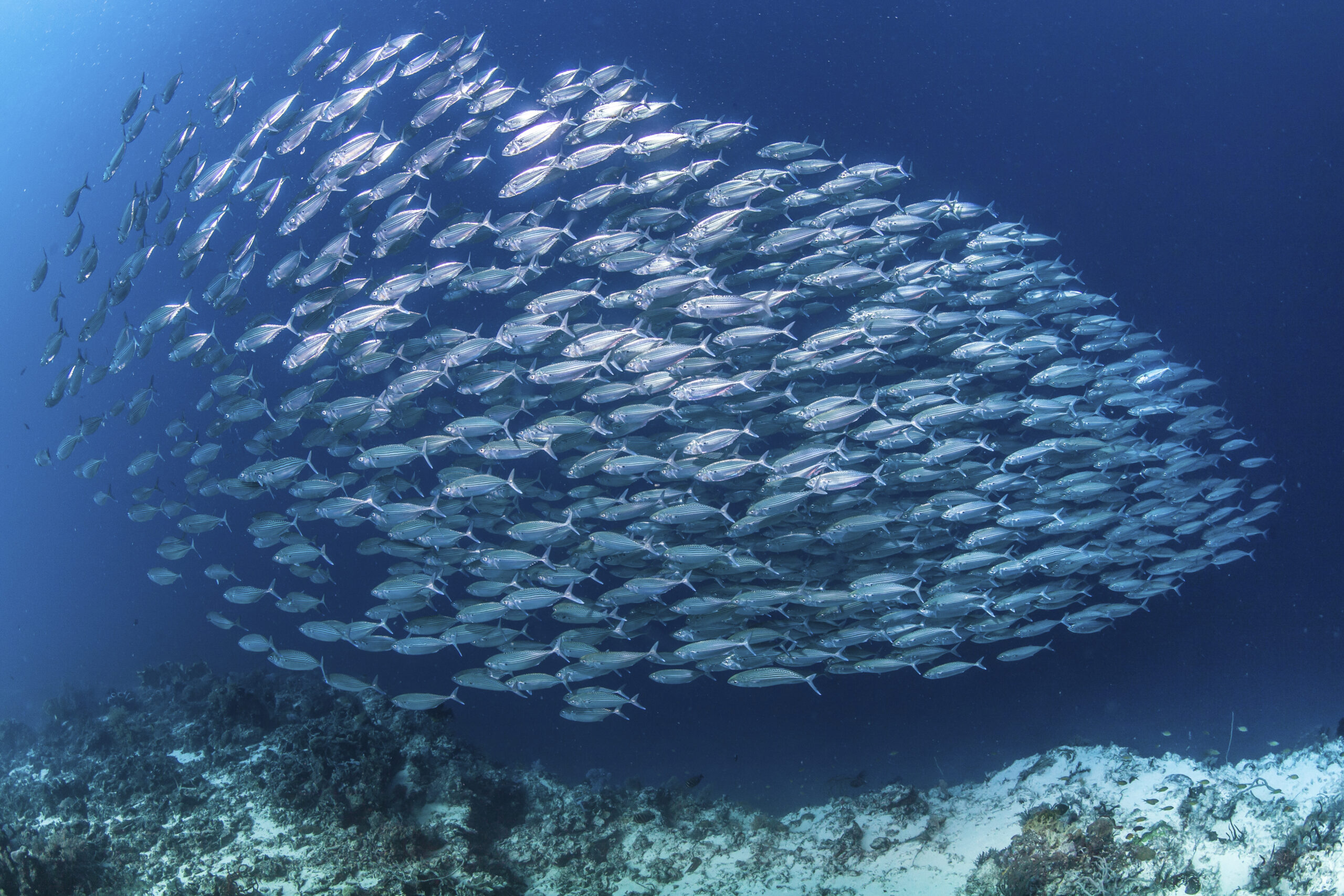 Much more fish. Зимовальные миграции рыб. Стая рыб. Косяк рыб. Стаи рыб в океане.