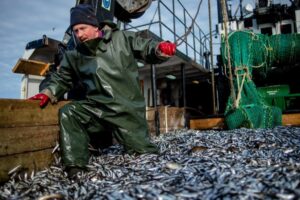 Эффективность промысла на Каспии – под контролем ученых: разработка новых районов позволит значительно нарастить улов