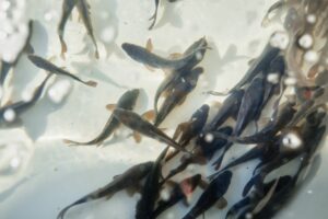 Учреждения Росрыболовства успешно справляются с задачей по сохранению национальных рыбных запасов
