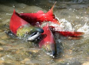 На Камчатке обсудили вопросы организации лососевой путины в 2023 году