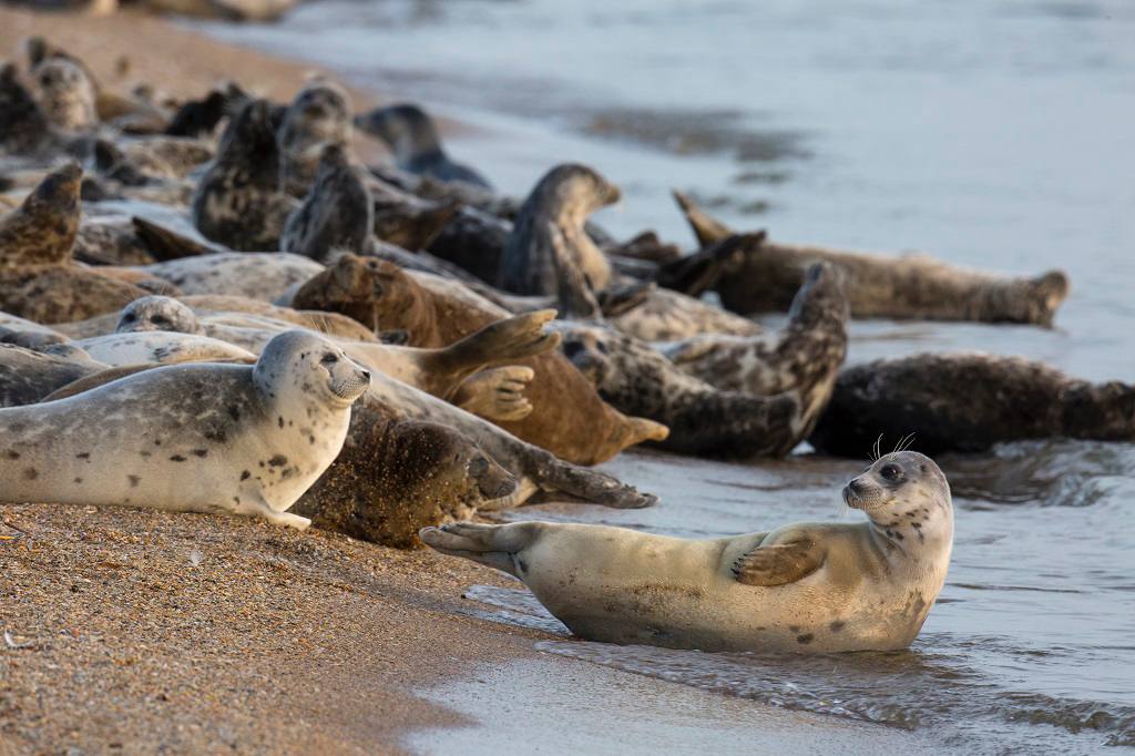 Росрыболовство следит за состоянием популяции тюленей в Каспийском море