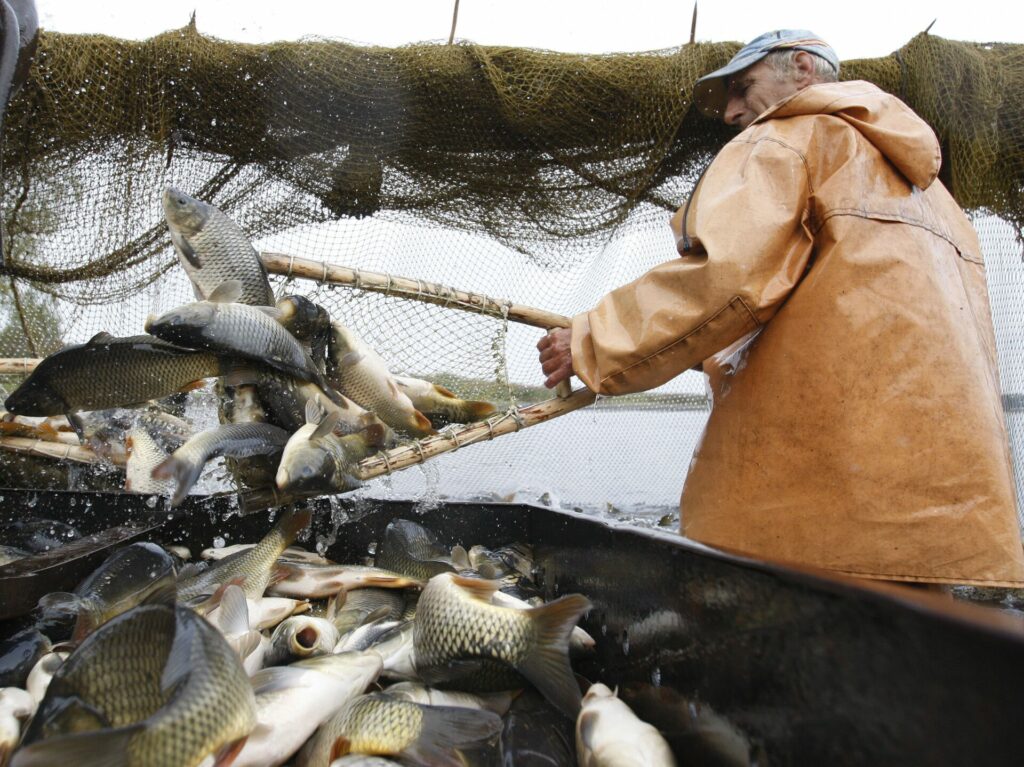 В Приморье Росрыболовство и Россельхознадзор работают над повышением уровня безопасности рыбы для потребителей