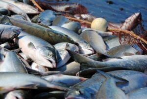 В дальневосточных регионах началось обсуждение стратегий промысла лососей в путину-2023