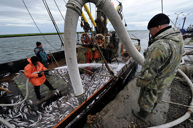С начала года российские рыбаки нарастили вылов почти на 5% — до 466 тыс. тонн