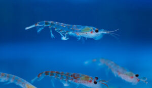 База данных по биологии и промыслу антарктического криля – стимул к возрождению его масштабного промысла российским флотом