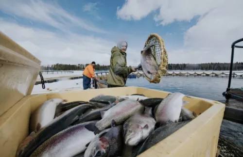 Российские рыбоводы в 2022 году увеличили производство рыбы и морепродуктов на 7,5% — до 383,5 тыс. тонн