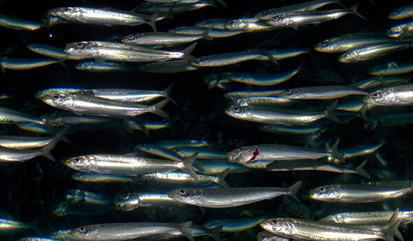 Свежие уловы дальневосточной рыбы отправляются на внутренний рынок без задержек на хранение в морских портах