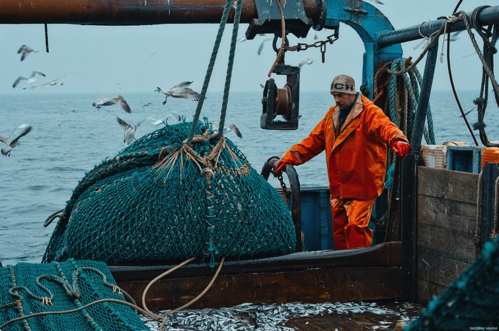 Российские рыбаки завершают мойвенную путину в Баренцевом море с превышением к уровню прошлого года: национальная квота России почти вся освоена