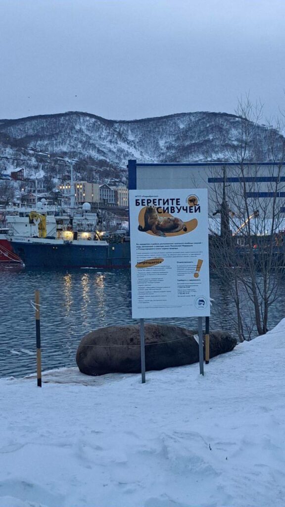 У берегов Авачинской бухты в кадр попал крупнейший в мире ушастый тюлень