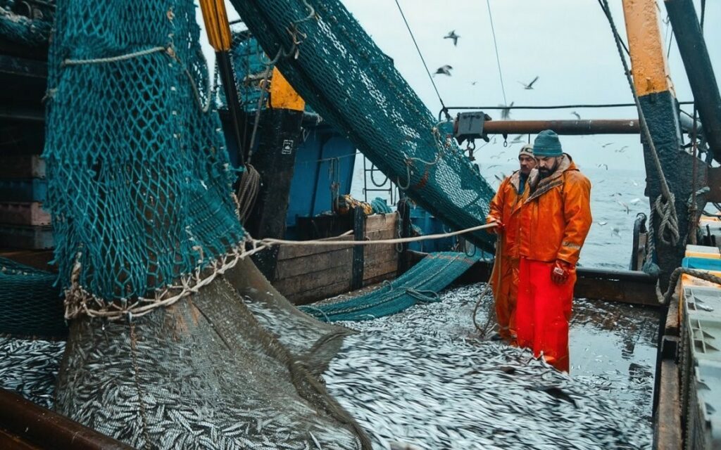 Российские рыбаки наращивают вылов мойвы в Баренцевом море: национальная квота должна быть освоена полностью