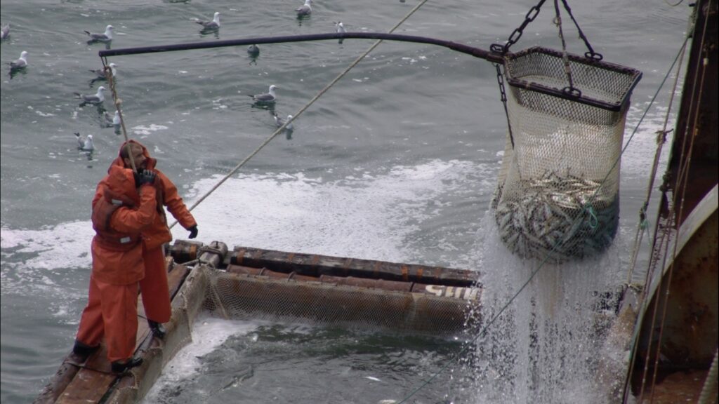 Российские рыбаки на 11% нарастили вылов к уровню прошлого года — добыто более 1,25 млн тонн