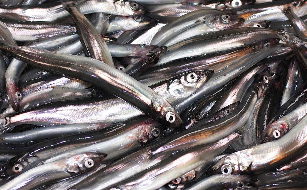 Рыбаки наращивают вылов мойвы в Баренцевом море: добыто на 15% выше уровня прошлого года