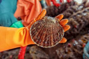 В Приморье готовятся к новому сезону работы марикультурных хозяйств — выпускам молоди гребешка, трепанга и других ценных видов на рыбоводных участках