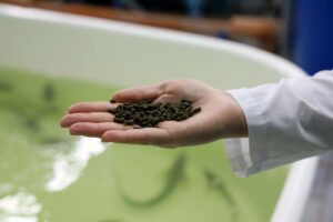 Ученые Астраханского вуза Росрыболовства разрабатывают и внедряют рецептуры рыбных кормов для развития отечественной аквакультуры