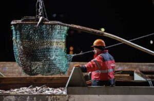 Свежие уловы дальневосточной рыбы продолжают поступать во Владивосток для отправки на внутренний рынок — ж/д перевозки рыбопродукции растут