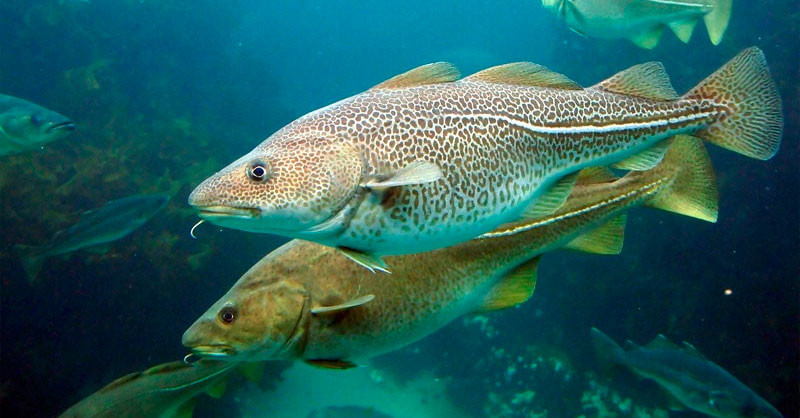 Росрыболовство распределит на аукционе рыбные квоты в Балтийском и Каспийском морях
