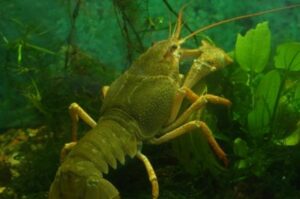 Росрыболовство распределит на аукционе квоты раков в Каспийском море