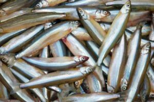 В Ленинградской области стартовала Корюшковая путина – 2023