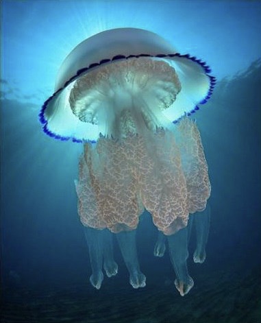 Ученые предложили новые технологии приготовления пищи из медуз