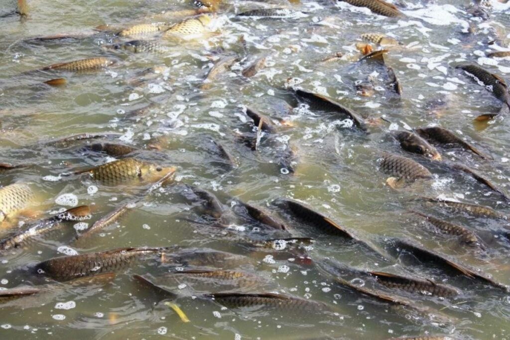 Рыбоохрана предупреждает граждан — «не навреди запасам»: в Приморье начался нерест пресноводных рыб