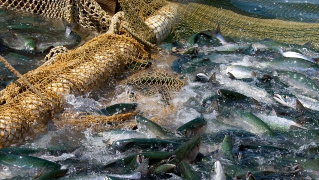 Ежегодно на Сахалине добывают 750 тысяч тонн рыбы – рекордные на Дальнем Востоке