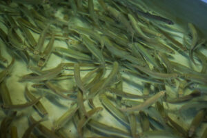 Реконструкция Большереченского рыбоводного завода на особом контроле: его работа – огромный вклад в восстановление популяции омуля на Байкале