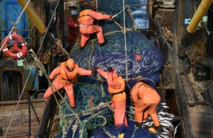 Концепция «максимально устойчивого улова» откроет новые перспективы промысла минтая