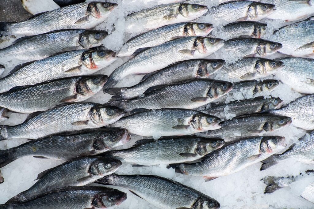 Рыбные холодильники в Приморье пополнились свежей рыбой для внутреннего рынка