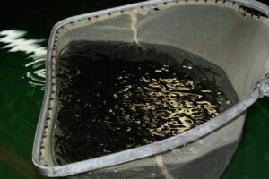 На Камчатке стартовали выпуски молоди тихоокеанских лососей: в реку Паратунка выпустили 1,5 млн мальков кеты