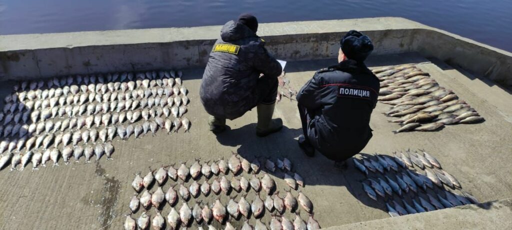 В Ярославской области на Рыбинском водохранилище браконьер нанес крупный ущерб водным биоресурсам почти на 300 тысяч рублей