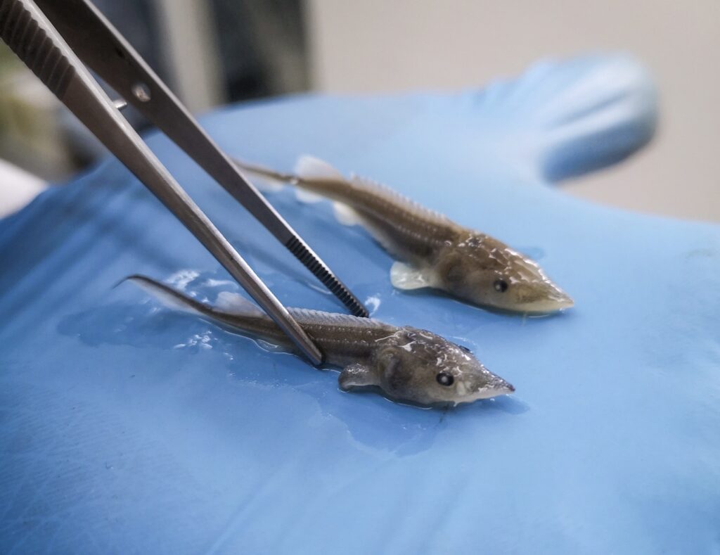 Сохраняя осетровых: рыбоводы вместе с учёными восстанавливают осетровый генофонд на Енисее