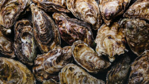 Ученые проводят эксперимент по выращиванию дальневосточных устриц в Черном море