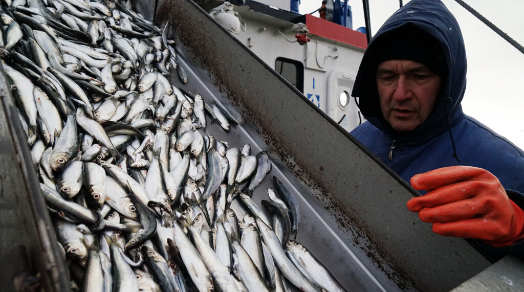 Российские рыбаки продолжают успешный промысел: объем добычи вырос на 7,4% — до 1,76 млн тонн рыбы и морепродуктов