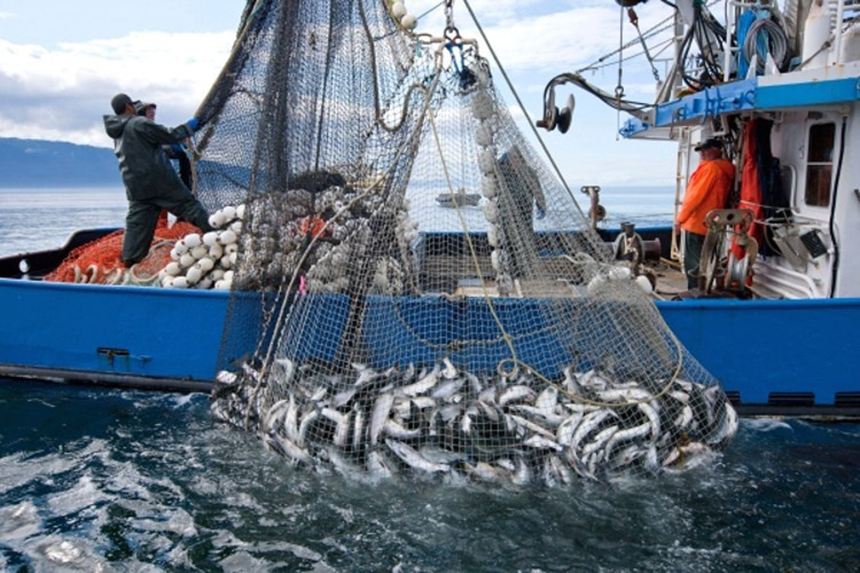 К 31 мая российские рыбаки выловили почти 2,1 млн тонн рыбы — на 5,3% выше уровня прошлого года