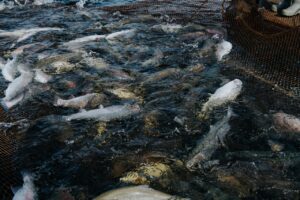 За I квартал 2023 года производство товарной аквакультуры выросло на 15,6% – до 181,4 тыс. тонн